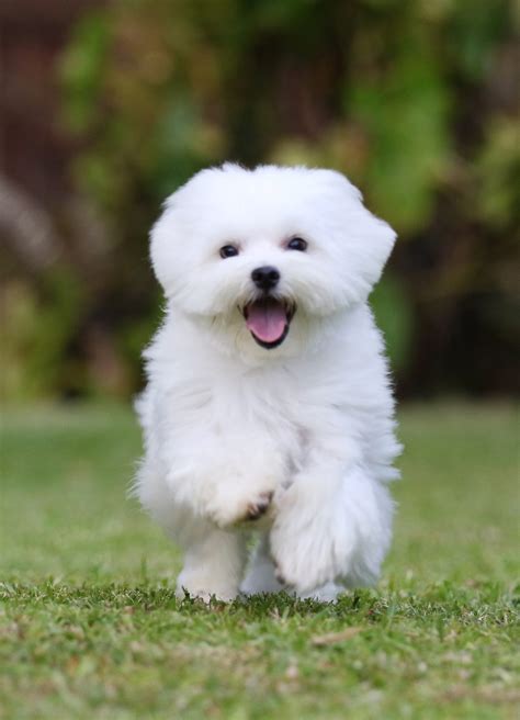 White Dog Breeds - Discover The Pups As Pale As Snow!