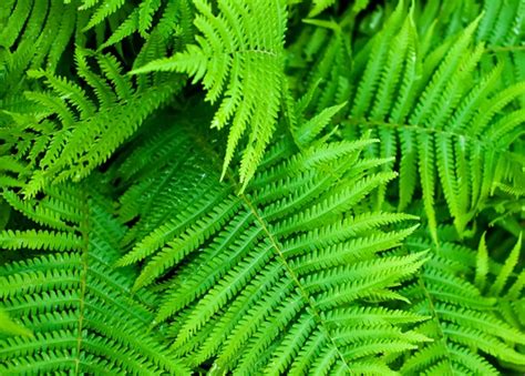 Australian Native Ferns Online Course | Careerline Courses