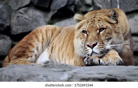 203 Lion Liger Tiger Images, Stock Photos & Vectors | Shutterstock