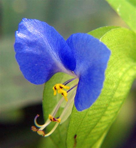 Commelina communis (Common Dayflower, Dayflower) | North Carolina ...