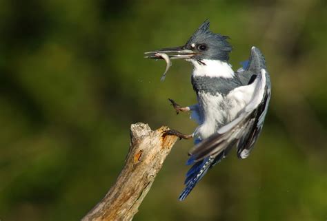 Bird of the Week: Belted Kingfisher – Travis Audubon