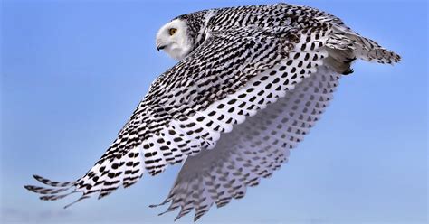 Snowy owls descend on Great Lakes region