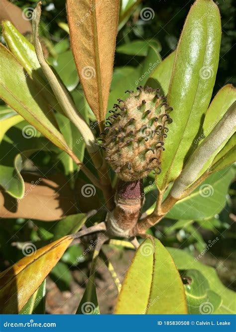 Flowering Seed of a Magnolia Tree Stock Photo - Image of buds, white: 185830508