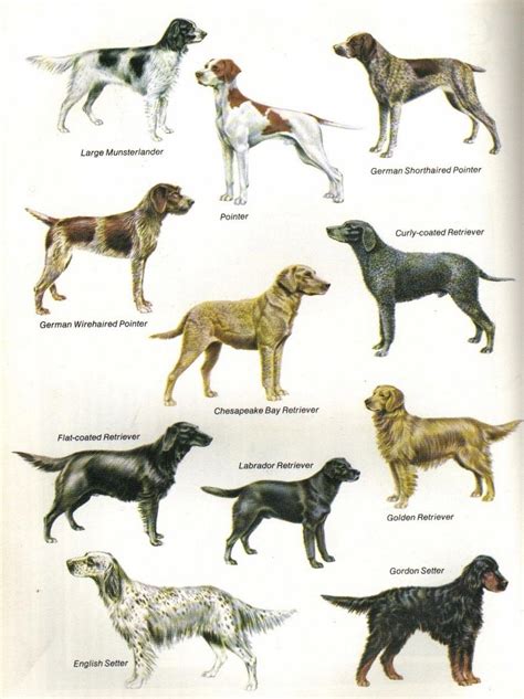 Best 25+ Hunting dog breeds ideas on Pinterest | Hunting dogs, Hunting and Deer antlers for dogs