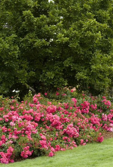 Flower Carpet® Pink Splash Rose | Ground cover roses, Rose garden design, Shrubs