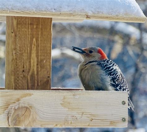 Red-bellied Woodpecker - FeederWatch