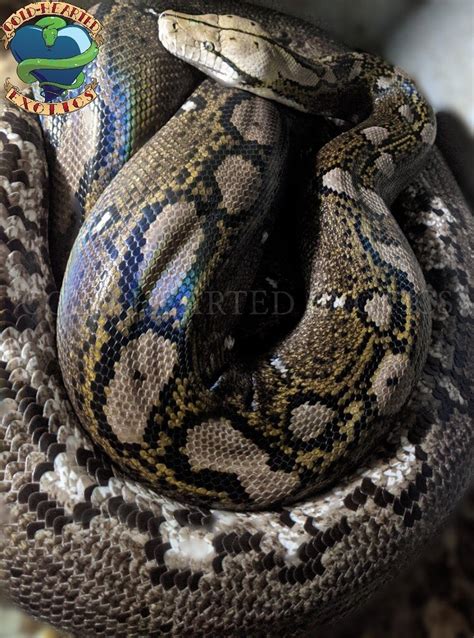 World's First Morphs on the way! - Reticulated Pythons - MorphMarket ...