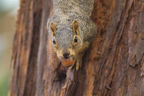 Outdoor Illinois Journal: The Fascinating Story of Squirrels and Acorns