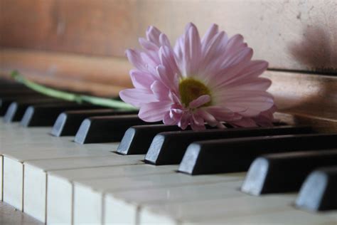 flower and piano | Piano, Music instruments, Flowers