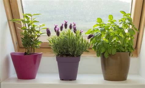 How To Care For Lavender Indoors - 9 Essential Tips - Smart Garden Guide