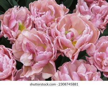 Keukenhof Tulip Festival Amsterdam 2023 Stock Photo 2308745881 | Shutterstock