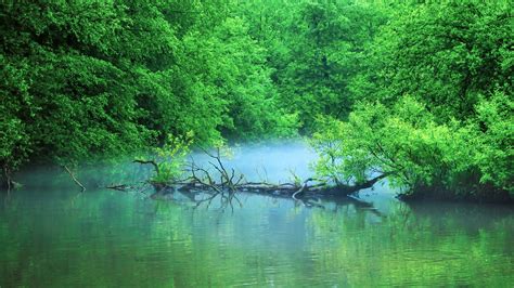 Pond in Forest 5K | Hd nature wallpapers, Nature photos, Nature wallpaper