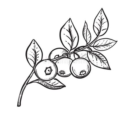 Hand Drawn Sketch Black and White Blueberry Branch, Fruit, Leaf. Vector Illustration Stock ...