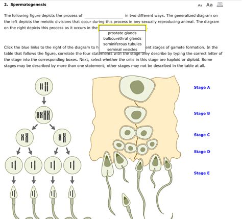 Solved 2. Spermatogenesis The following figure depicts the | Chegg.com