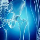 Illustration of hip joint in human skeleton. — bones, artwork - Stock ...