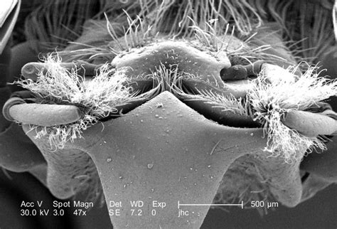 Free picture: structures, associated, mouth, visible, labrum mandibles maxillae labium