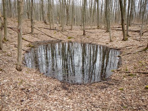 Life in a vernal pool in Ontario - Parks Blog