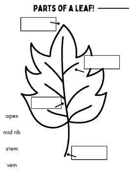 Labeling Parts of a Leaf by jasmine jeheber | TPT