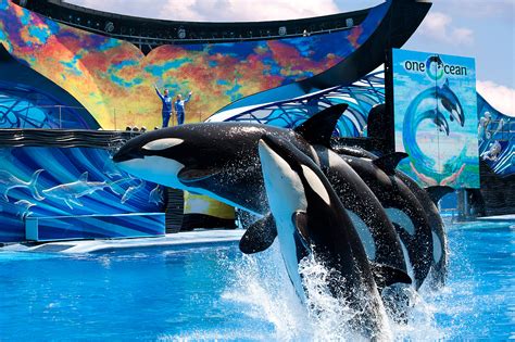 12 Dicas Obrigatórias para curtir o SeaWorld Orlando | Viagem Ninja