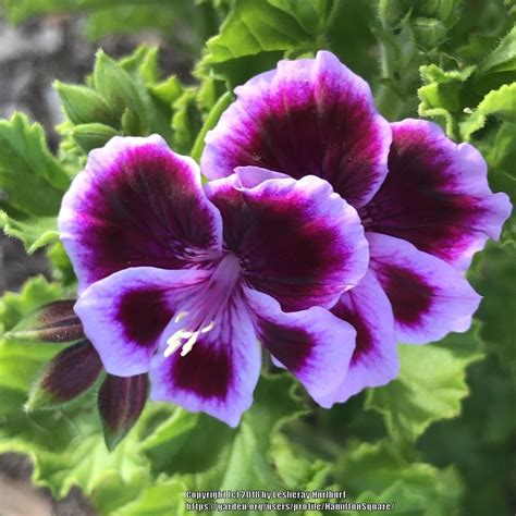 Pelargoniums: Plant Care and Collection of Varieties - Garden.org