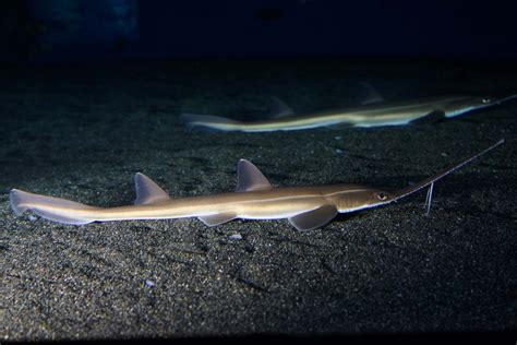 Sawshark Feeding - saw palmetto for bph