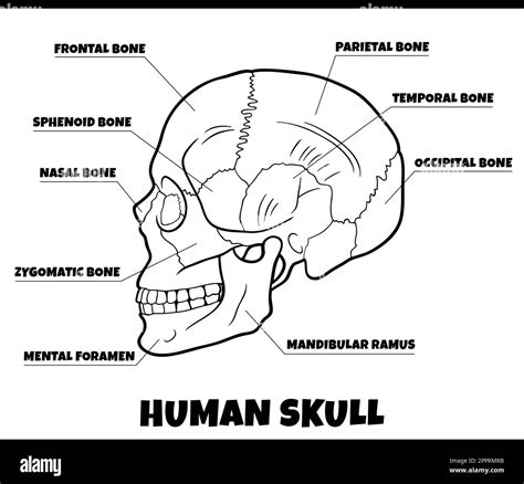 Understanding Human Anatomy