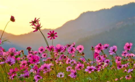 Download Pink Flower Flower Nature Cosmos HD Wallpaper