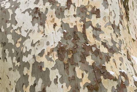 London Plane Tree Bark | Bark of the London plane tree (Plat… | Flickr