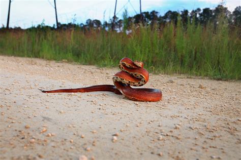 Beautiful red rat snake showing off with this defensive posture : herpetology