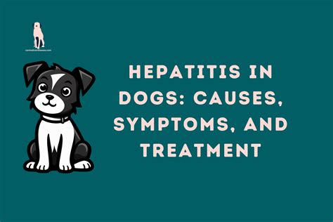 Hepatitis in Dogs: Causes, Symptoms, and Treatment - Canine Liver ...