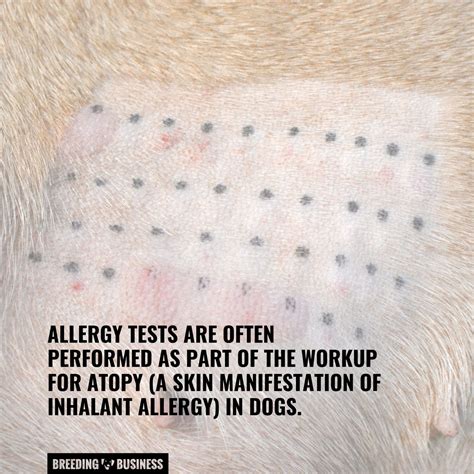 Dog Allergy Tests – What They Are, How They Work, Benefits