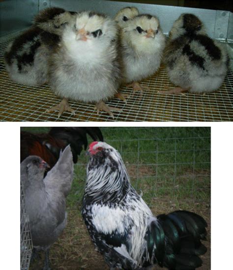 Info about chicken breeds and more - My Golden Buffies