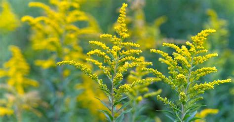 How to Grow and Care for Goldenrod Plants | Gardener's Path