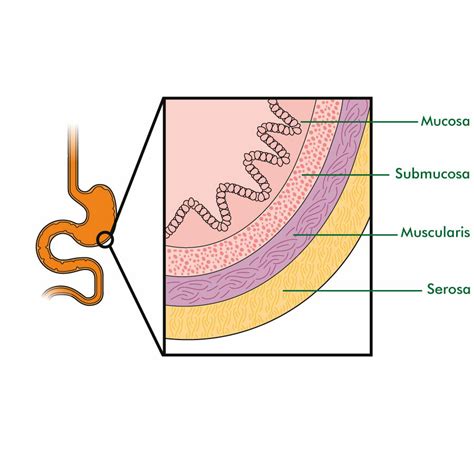 What are the layers of the gastrointestinal tract? What are their ...