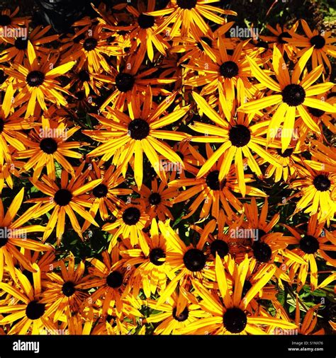 Flowers in bright sunlight Stock Photo - Alamy