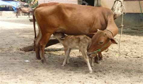 Haryana’s stringent cow protection law comes into force | India.com