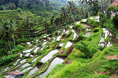 Bali Tegalalang rice terrace | MyTravelEmotion