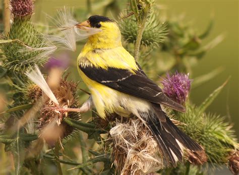 Eastern (American) Goldfinch feeding on Thistle | Edwin B. F… | Flickr