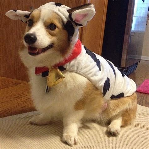 65 best Corgis in Costumes! images on Pinterest | Corgi, Corgis and Corgi puppies