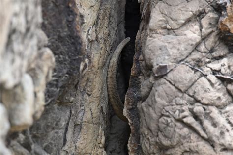 Common Chuckwalla in May 2022 by Alex Castelein · iNaturalist