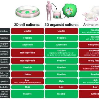 Examples of human organoids and examples of their applications in ...