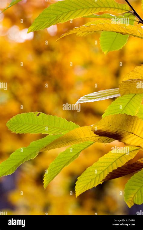 Chestnut leaves in fall Stock Photo - Alamy