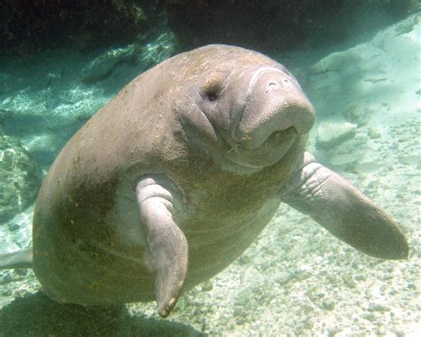 West African Manatee | Life of Sea