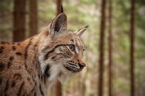 成年欧亚猞猁猞猁的详细特写高清图片下载-正版图片505887155-摄图网