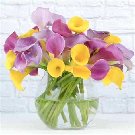 Calla Lily Bulbs For Sale Online – Easy To Grow Bulbs