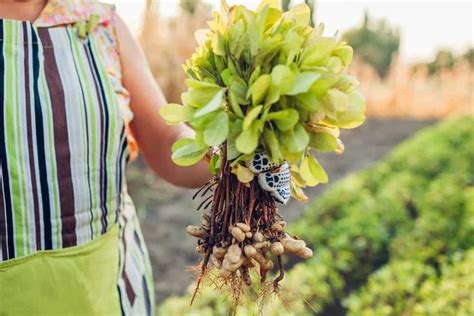 Peanut Plant Growing Guide for Beginners - Rural Living Today