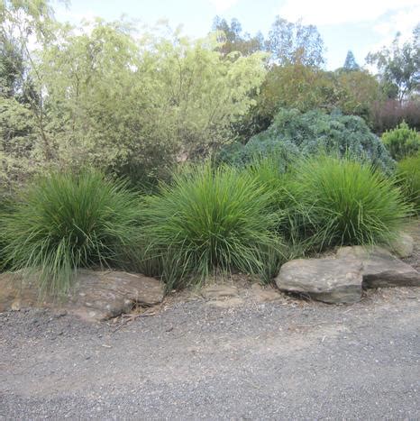 Lomandra longifolia Breeze from First Step Greenhouses