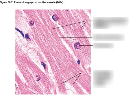 Cardiac muscle cells Diagram | Quizlet