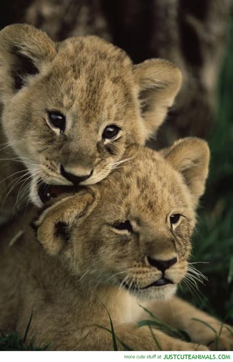 adorable lion cubs - Lion cubs Photo (40701619) - Fanpop