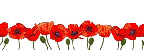 Horizontal seamless border with hand drawn red poppy flowers isolated on white background ...